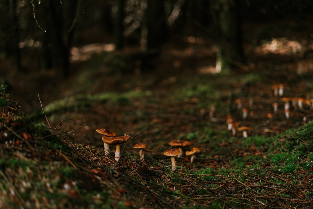 The Organism Beneath the Forest