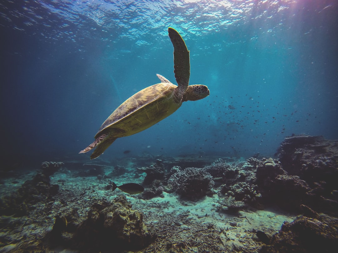 What the Turtle Knows About Home